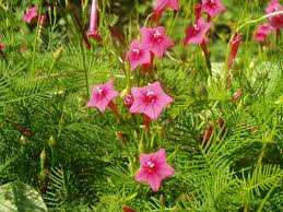 Image result for Ipomoea quamoclit