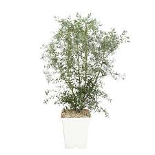 Cependant, si vous souhaitez limiter sa croissance et sa densité, vous pouvez le tailler au début du printemps en taillant légèrement. Eucalyptus Gunnii France Bleu Conteneur 10 Litres Truffaut