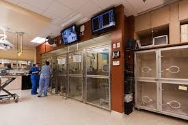 Critical Care Wards Photo Gallery Veterinary Housing Solutions To Show Cats And Dogs The Love Dvm360 Hospital Design Veterinary Hospital Veterinary Clinic