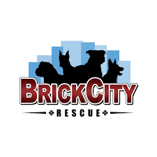 Bff dog rescue nj, inc.'s adoption process we are a 501c3 rescue.if you are interested in our dogs, please email us at bffdogrescuenj@gmail.com for an adoption application. Pets For Adoption At Brick City Rescue Inc In Lincoln Park Nj Petfinder