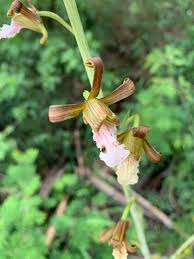 Image result for Eulophia petersii