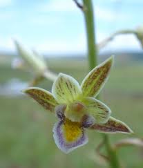 Image result for Eulophia hians