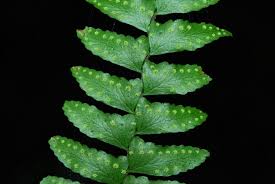 Image result for Arthropteris