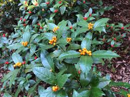 癒しろの杜 桂花園