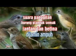 Butuh informasi mengenai harga pasaran burung flamboyan terbaru? Suara Duet Pikat Cingcoho Jantan Dan Betina Travelerbase Traveling Tips Suggestions