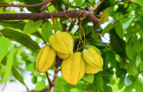 For example, in spain and the surrounding areas, the tree is known by the name carambola. Carambola Louie S Nursery Garden Center Riverside Ca