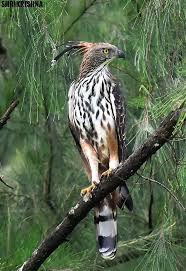 Changeable Hawk Eagle A K A Crested Hawk Eagle Nisaetus Cirrhatus In India By Shrikrishna Ramchandra Magdum Muhabbet Kuslari Kus Kusu