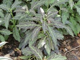 Daun dewa memberikan banyak manfaat dan khasiat bagi kesehatan, dan selain sebagai obat herbal tapi juga bisa dijadikan sebagai perawatan kecantikan alami. Daun Dewa Flora Singapore List G Inaturalist