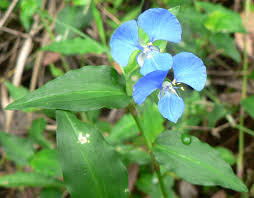 Image result for Commelina purpurea