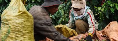 Nespresso compatible coffee pods & capsules australia. Exploring Geographical Indication In Coffee Perfect Daily Grind