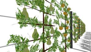 Sichtschutz Mit Spalierobst Aluminiumpfosten Und Edelstahlseilen Sichtschutz Garten Bepflanzung Gartenteich Bepflanzen