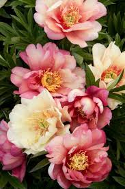 Julia rose floral fleuresse flowers designs guide florist byron features stunning bay based featured flowerweb. Flowers And Garden Ideas Itoh Peony Julia Rose Flowers Tn Leading Flowers Magazine Daily Beautiful Flowers For All Occasions