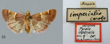 Image result for Pyralis lienigialis