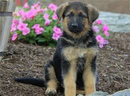 At kaerntern gsd we breed gsd puppies for quality, temperament, size, big bone and looks. German Shepherd Puppies For Sale In Iowa Petswall