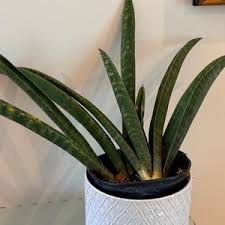 Image result for Sansevieria hallii