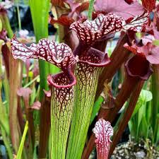 Image result for Sarcophyte