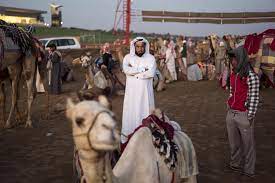 2021 © radio camel chat. Camel Racing Blends Centuries Old Traditions And Modern Technology The New York Times