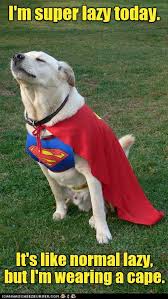 Super Hero Labrador Retriever Labrador Dog Labrador