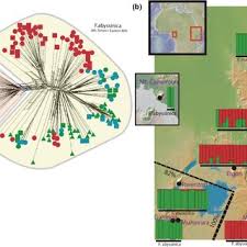 Image result for Festuca abyssinica