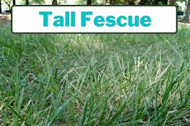 How to get rid of brome grass in lawn. Weeds That Look Like Grass Identification Guide Gfl Outdoors