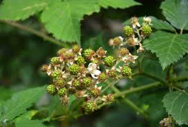 In der fachsprache heißen rosengewächse auch rosaceae. Brombeeren Reifen Nicht Ursachen Und Massnahmen
