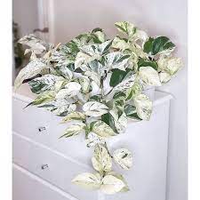 Satu hal lagi, tanaman bunga gantung ini dapat tumbuh di setiap musim. Harga Bunga Hias Gantung Hidup Terbaru Juli 2021 Biggo Indonesia