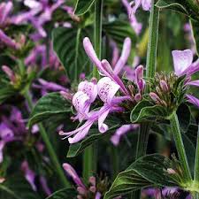 Image result for Hypoestes