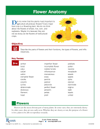 The flower has an inner white area and is somewhat hairy. Flower Anatomy Carlisle County Public Schools Pages 1 6 Flip Pdf Download Fliphtml5