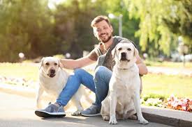 There is a reason that year after year, the labrador retriever is the most popular dog breed in the united states. 856 Labrador Retrievers Photos Free Royalty Free Stock Photos From Dreamstime