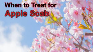 We did not find results for: When To Treat For Apple Scab On My Crabapple Youtube