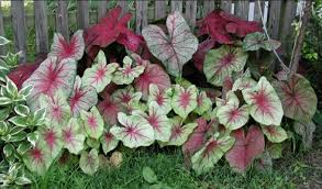 Daun semanggi memiliki tampilan yang sangat cantik. 8 Macam Tanaman Hias Beserta Contoh Dan Penjelasannya Bibit Online