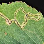 Image result for Stigmella confusella