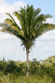 Image result for Raphia ruwenzorica