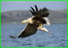  380 Burung Ideas In 2021 Bird Animals Pet Birds