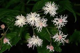 Image result for Melhania randii