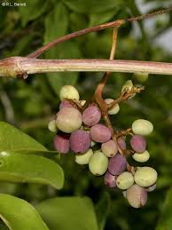 Image result for Ampelocissus