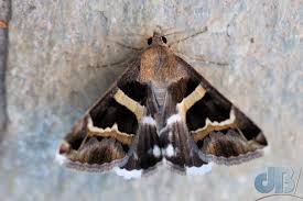 Image result for Photedes extrema