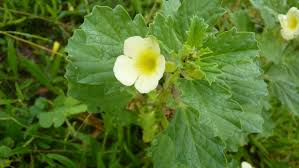 Image result for Pedalium murex