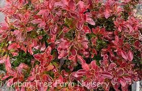 Image result for Berberis thunbergii