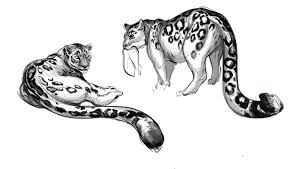 Animal Blog Leopard Art Snow Leopard Art Big Cats Art