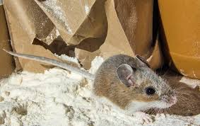 Newton, NC Pest Control