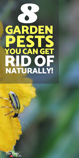 Maybe you would like to learn more about one of these? How To Get Rid Of Common Bugs On Your Plants Naturally Vegetable Garden For Beginners Garden Pests Organic Gardening Tips