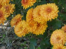 Pin On Plants Garden Fun