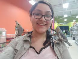 Cockatiels selling gingerbread house insurance