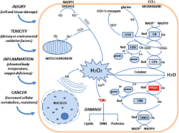 Primary cause of renal failure should be completed by the attending physician from the list below. Oxidative Stress In Kidney Diseases The Cause Or The Consequence Springerlink