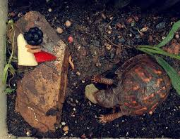 Get to know your pet turtle better with these fascinating insights on their life! Gardens And Turtles Creating An Outdoor Turtle Garden Or Pond