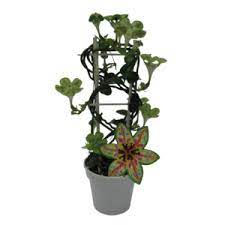 The umbrella plant has gained its reputation as a great houseplant for its unique appearance and for being easy to grow and care for, even by novice. Ceropegia Sandersonii Florastore