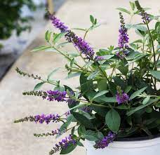 Fafard The Best Shrubs For Container Gardens Fafard Perfect Butterfly Bush For Containers Safe For Pets D In 2020 Shrubs Butterfly Bush Big Leaf Hydrangea