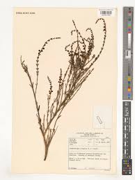 Image result for Gomphostigma