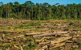 La deforestación es el proceso por el cual la tierra pierde sus bosques en manos de los hombres. Que Es La Deforestacion Avatar Energia Blog De Energias Renovables